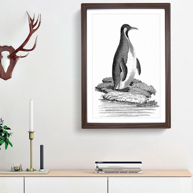 Patagonian Penguin by George Shaw - Picture Frame Drawing Print East Urban Home Frame Option: Walnut Framed, Size: 48cm H x 36cm W x 2cm D on Productcaster.