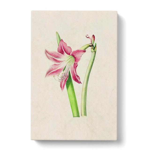 Pink Amaryllis Flower Illustration - Wrapped Canvas Painting Print East Urban Home Size: 60cm H x 40cm W x 3cm D on Productcaster.