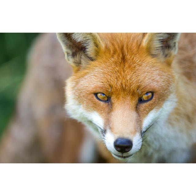 European Fox by Turbohampster - Wrapped Canvas Photograph Union Rustic Size: 51cm H x 76cm W x 3.8cm D on Productcaster.