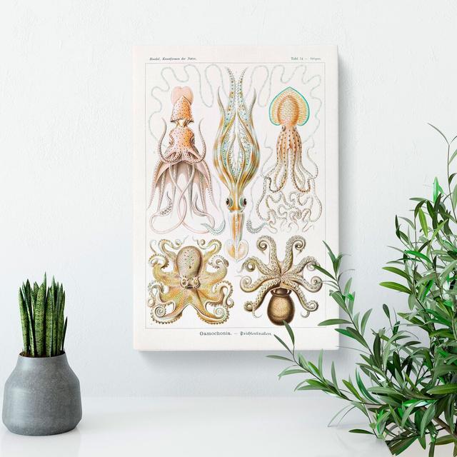 Octopus And Squid by Ernst Haeckel - Wrapped Canvas Painting East Urban Home Size: 50cm H x 35cm W x 3cm D on Productcaster.