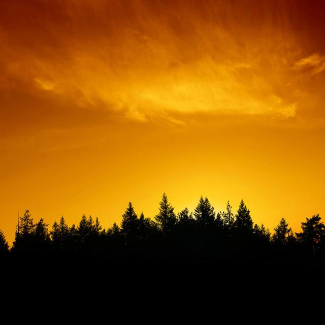 Evergreen Forest Sunset - Wrapped Canvas Print Alpen Home Size: 81cm H x 122cm W on Productcaster.