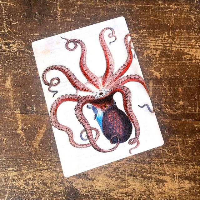 Octopus Illustration Wall Décor East Urban Home Size: 40cm H x 28cm W on Productcaster.