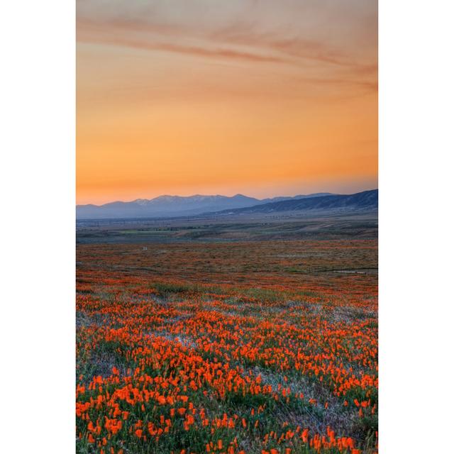 California Poppies Ebern Designs Size: 46cm H x 30cm W x 3.8cm D on Productcaster.