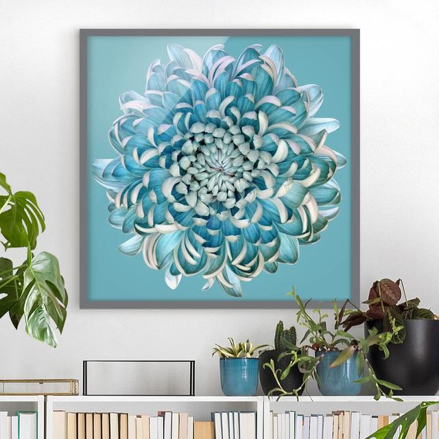 Blue Chrysanthemum - Picture Frame Painting Rosalind Wheeler Size: 30cm H x 30cm W x 2cm D, Frame Option: Grey Framed on Productcaster.