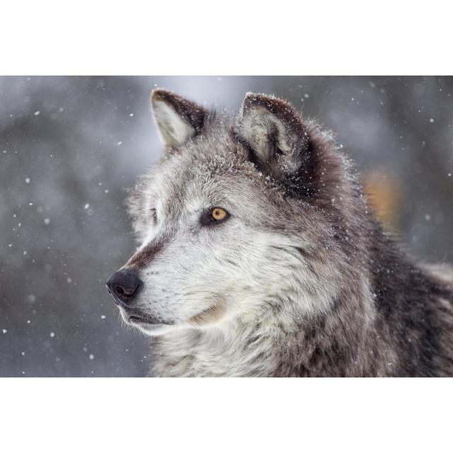 Gray Wolf In Winter by KenCanning - No Frame Art Prints on Canvas Alpen Home Size: 20cm H x 30cm W on Productcaster.