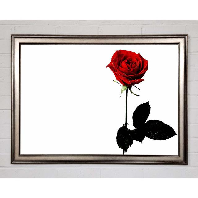 The Lovers Red Rose - Single Picture Frame Art Prints Ebern Designs Size: 21cm H x 29.7cm W x 1.5cm D on Productcaster.