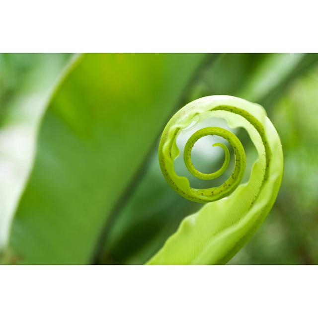 Aubre Aubre Unfurling Fern Tip - Wrapped Canvas Photograph Latitude Run Size: 81cm H x 122cm W x 3.8cm D on Productcaster.