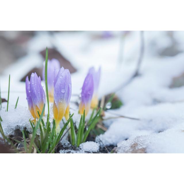 Crocus in the Snow-Covered Garden by Chepko - Wrapped Canvas Photograph Ebern Designs Size: 30cm H x 46cm W x 3.8cm D on Productcaster.