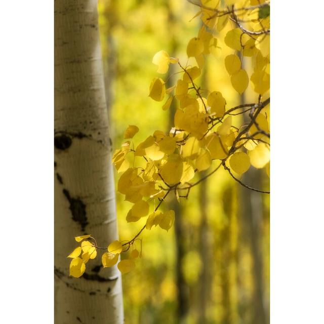 Aspen Highlights by Danny Head - Wrapped Canvas Photograph Rosalind Wheeler Size: 76cm H x 51cm W x 3.8cm D on Productcaster.