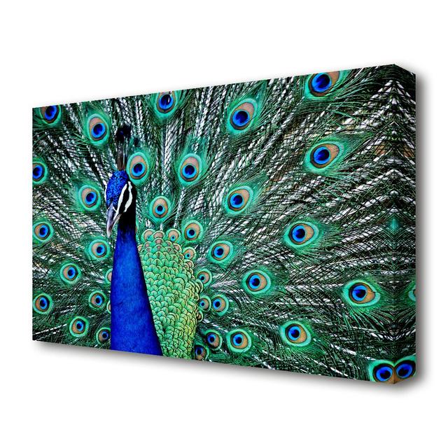 Peacock Glory Wildlife -Wrapped Canvas Photographic Print East Urban Home Size: 81.3 cm H x 121.9 cm W on Productcaster.