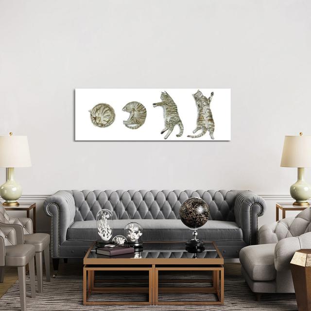 Sleeping Tabby Cat by Alexey Dmitrievich Shmyrov - Wrapped Canvas Panoramic Gallery-Wrapped Canvas Giclée Rosalind Wheeler Size: 50.8cm H x 152.4cm W on Productcaster.