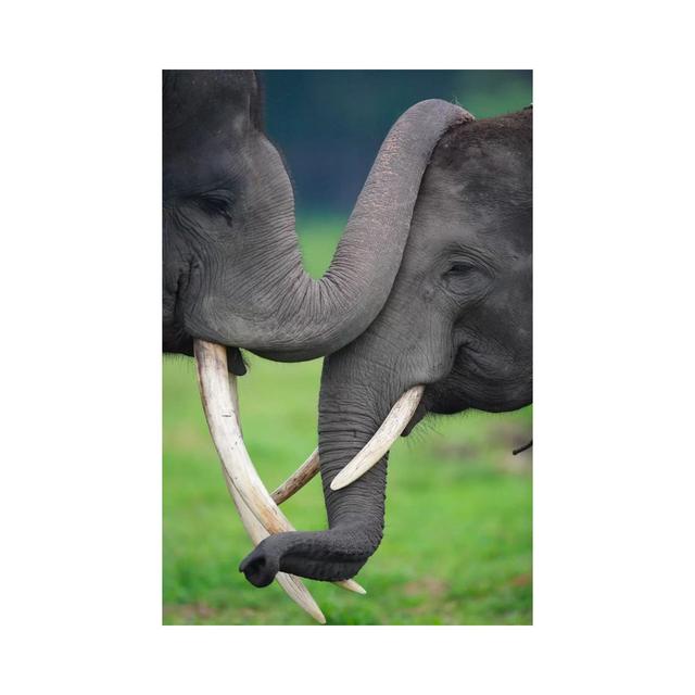 Asian Elephant Pair Playing, Way Kambas National Park, Sumatra, Indonesia by Cyril Ruoso - Wrapped Canvas Print Latitude Run Size: 66.04cm H x 45.72cm on Productcaster.