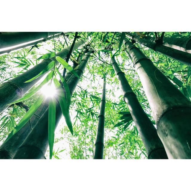 Bamboo Tree by Pernsanitfoto - Wrapped Canvas Photograph Alpen Home Size: 81cm H x 122cm W on Productcaster.