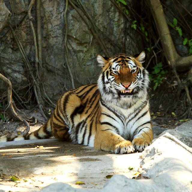 Bengal Tigers - Wrapped Canvas Photograph 17 Stories Size: 91cm H x 91cm W x 3.8cm D on Productcaster.