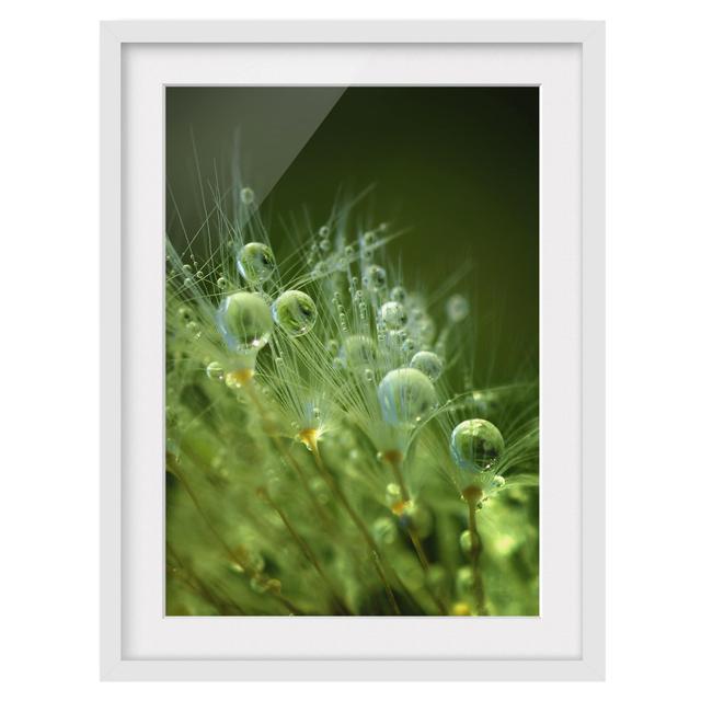 Green Seeds in the Rain - Picture Frame Photograph Rosalind Wheeler Size: 40cm H x 30cm W x 2cm D, Frame Option: White Framed on Productcaster.