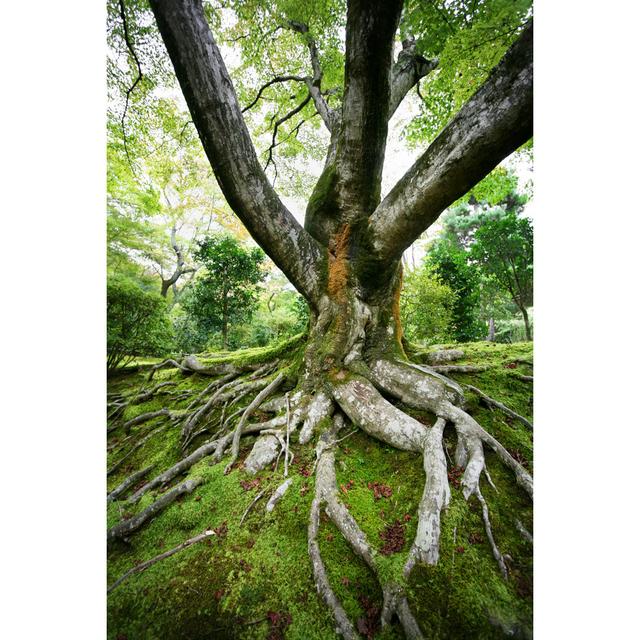 Old Maple Tree by TommL - Print Alpen Home Size: 122cm H x 81cm W on Productcaster.