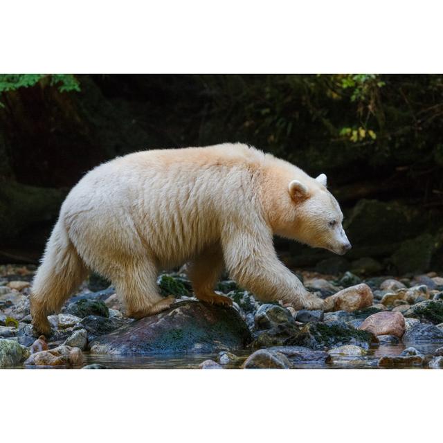 Kermode Bear by Kencanning - Wrapped Canvas Art Prints Alpen Home Size: 51cm H x 76cm W on Productcaster.