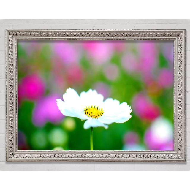 White Cosmos Framed Print Bright Star Size: 21cm H x 29.7cm W on Productcaster.