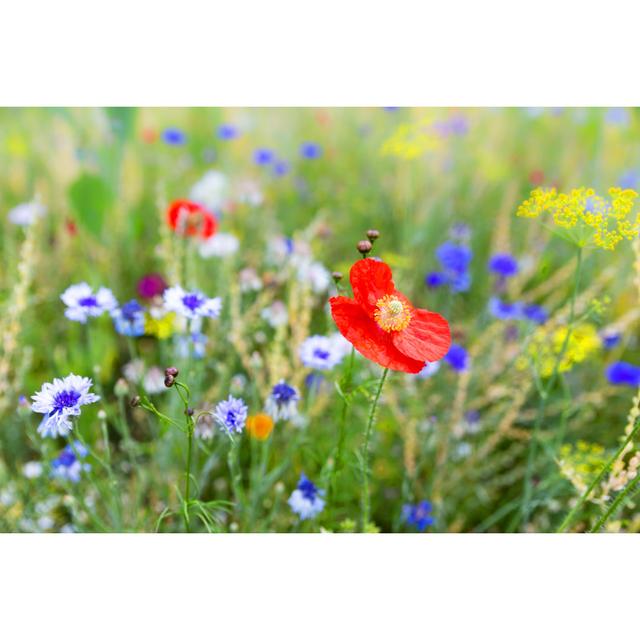 Field with Wildflowers by Miriam-Doerr - Wrapped Canvas Photograph 17 Stories Size: 51cm H x 76cm W on Productcaster.