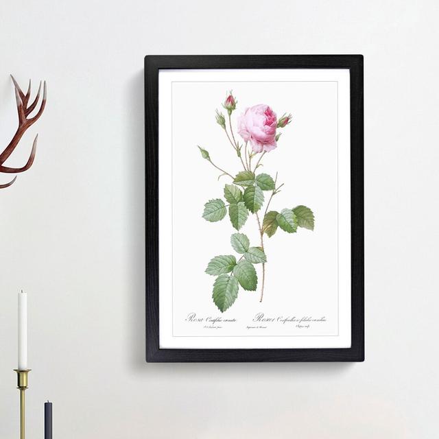 Pink Provence Rose by Pierre-Joseph Redoute - Picture Frame Graphic Art Print East Urban Home Frame Option: Black Framed, Size: 65cm H x 48cm W x 2cm on Productcaster.