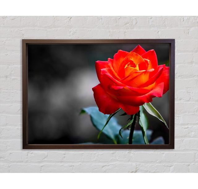 Rose On - Single Picture Frame Art Prints on Canvas Bright Star Size: 100cm H x 141.4cm W x 3.3cm D on Productcaster.