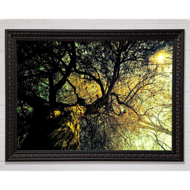 Ancient Tree Framed Print Bright Star Size: 29.7cm H x 42cm W x 3cm D on Productcaster.