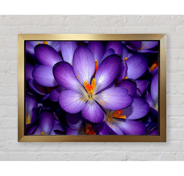 Autumn Purple Crocus - Single Picture Frame Print Brayden Studio Format: Gold Framed Paper, Size: 29.7cm H x 42cm W x 1.5cm D on Productcaster.