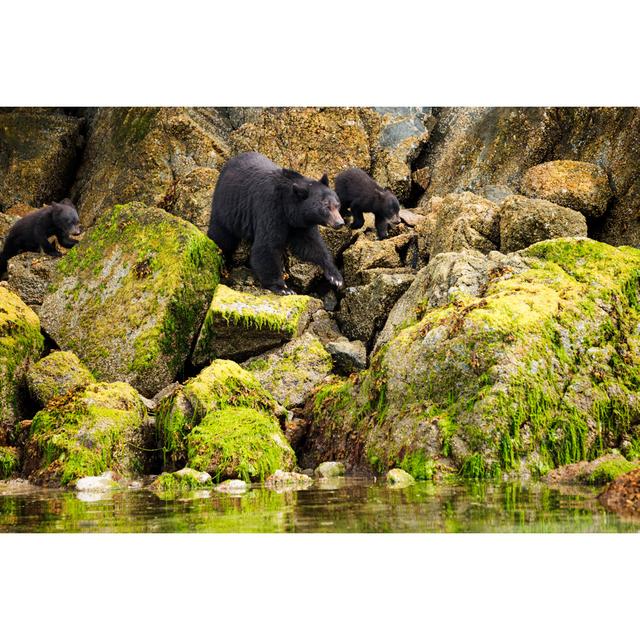 Mama Bear And Her Two Cubs Hunt For Clams by Wanderluster - No Frame Print on Canvas Alpen Home Size: 51cm H x 76cm W on Productcaster.