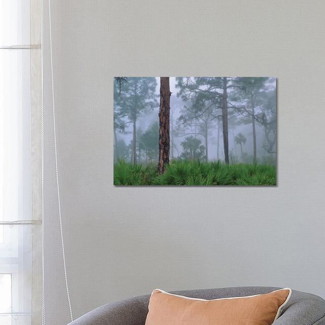 Saw Palmetto And Pine In Fog, Near Estero River, Florida Trees by Tim Fitzharris - Wrapped Canvas Print Alpen Home Size: 45.72cm H x 66.04cm W x 3.81c on Productcaster.