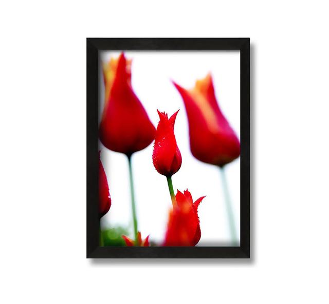 Red Fire Tulip Field Framed Print Brayden Studio Size: 142.2cm H x 84.1cm W x 8cm D, Format: Gold Black Framed Paper on Productcaster.