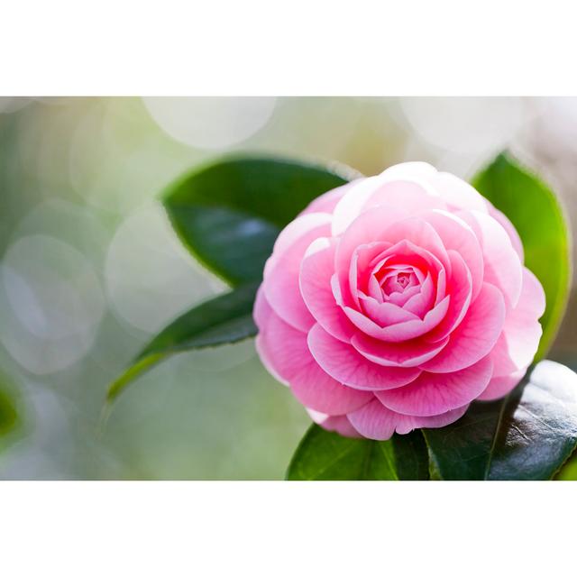 Pink Camellia by Ooyoo - Wrapped Canvas Art Prints Latitude Run Size: 20cm H x 30cm W on Productcaster.