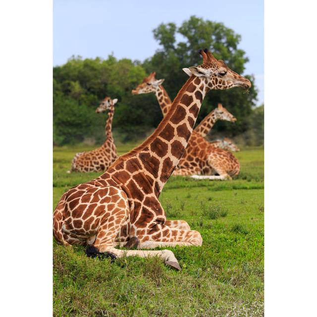 Group of Giraffes by Dmodlin01 - Wrapped Canvas Photograph Ebern Designs Size: 46cm H x 30cm W x 3.8cm D on Productcaster.