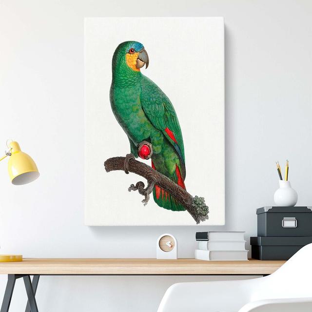 An Orange-Winged Parrot by F. Levaillant - Wrapped Canvas Painting East Urban Home Size: 50cm H x 35cm W x 3cm D on Productcaster.