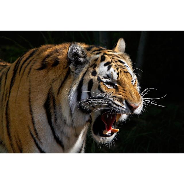 Tiger Roaring - Wrapped Canvas Photograph 17 Stories Size: 30cm H x 46cm W x 3.8cm D on Productcaster.