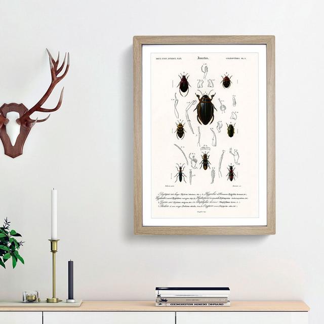 Beetle Illustrations PL.5 by Charles D'Orbigny - Single Picture Frame Print East Urban Home Size: 33cm H x 24cm W x 2cm D, Frame Option: Oak Framed on Productcaster.