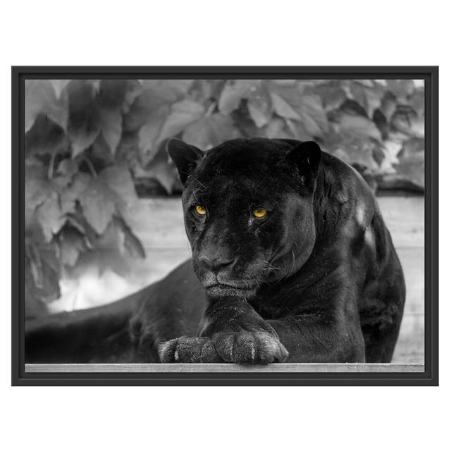 Gerahmtes Wandbild schöner schwarzer Panther East Urban Home Größe: 60 cm H x 80 cm B on Productcaster.