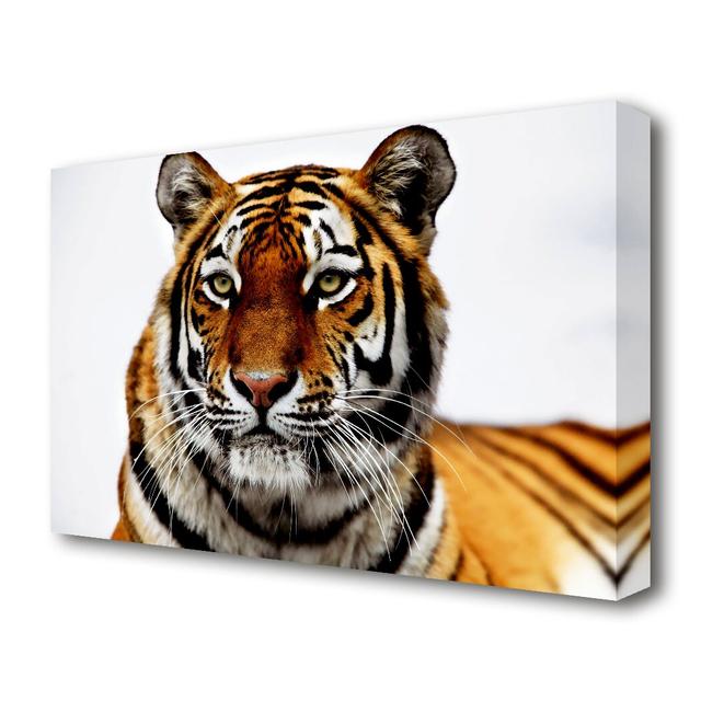 Siberian Tiger Wildlife - Wrapped Canvas Photograph Print East Urban Home Size: 81.3 cm H x 121.9 cm W on Productcaster.