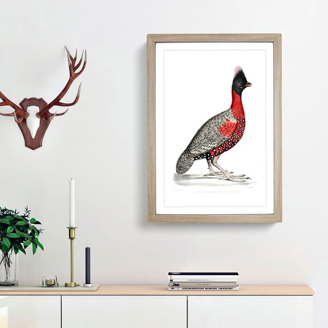 Black-Headed Pheasant by John Edward Gray - Picture Frame Painting Print East Urban Home Frame Option: Oak Framed, Size: 65cm H x 48cm W x 2cm D on Productcaster.