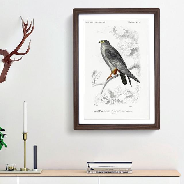 Bird Illustration PL. 25 by Charles d' Orbigny - Picture Frame Painting Print on Paper East Urban Home Frame Option: Walnut Framed, Size: 33cm H x 24c on Productcaster.