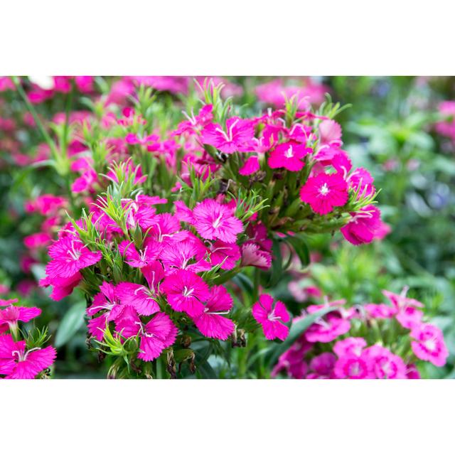 Kaibito Dianthus - Wrapped Canvas Photograph Latitude Run Size: 30cm H x 46cm W x 3.8cm D on Productcaster.