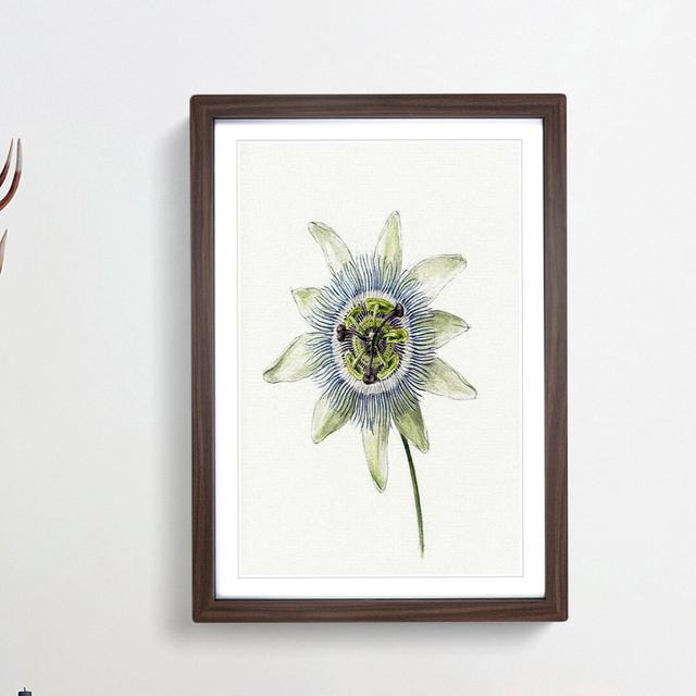 Passion Flower by Jean Bernard - Picture Frame Painting Print East Urban Home Frame Option: Walnut Framed, Size: 48cm H x 36cm W x 2cm D on Productcaster.