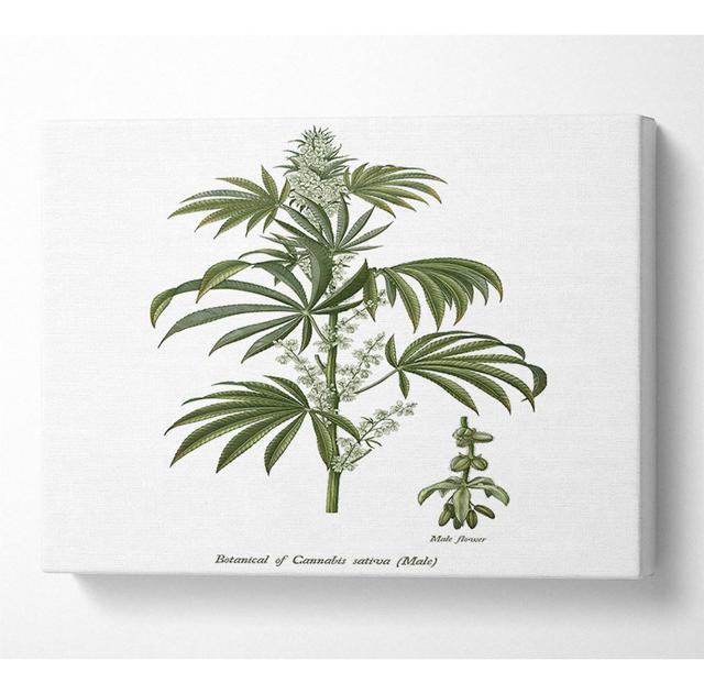 National History Botanics - Wrapped Canvas Graphic Art Marlow Home Co. Size: 50.8cm H x 81.3cm W on Productcaster.