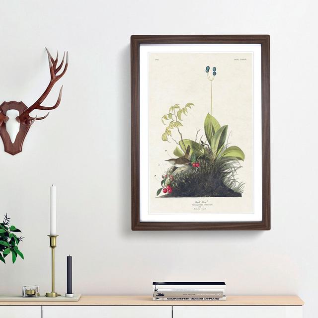 Wood Wren by John James Audubon - Picture Frame Painting Print East Urban Home Frame Option: Walnut Framed, Size: 65cm H x 48cm W x 2cm D on Productcaster.