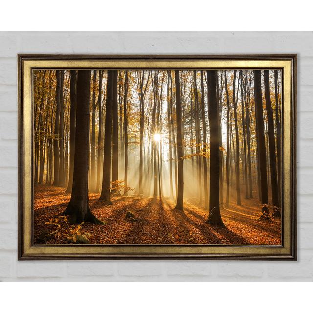 Sunbeam Forest In The Misty Hues - Single Picture Frame Art Prints Union Rustic Größe: 84,1 cm H x 118,9 cm B x 1,5 cm T on Productcaster.