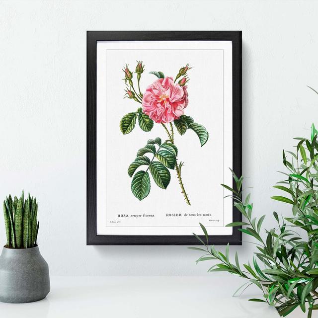 Wild Pink Rose by Pierre-Joseph Redoute - Picture Frame Painting Print East Urban Home Frame Option: Black Framed, Size: 65cm H x 48cm W x 2cm D on Productcaster.