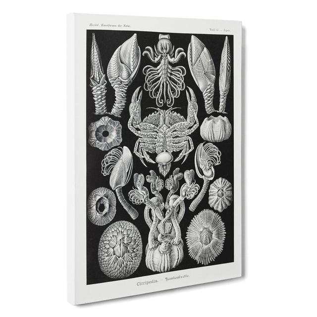 Barnacle by Ernst Haeckel - Wrapped Canvas Painting East Urban Home Size: 60cm H x 40cm W x 3cm D on Productcaster.