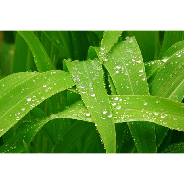 Corn Leaves Rain Drops by Strikingphotography - Wrapped Canvas Photograph Bay Isle Home Size: 20cm H x 30cm W on Productcaster.