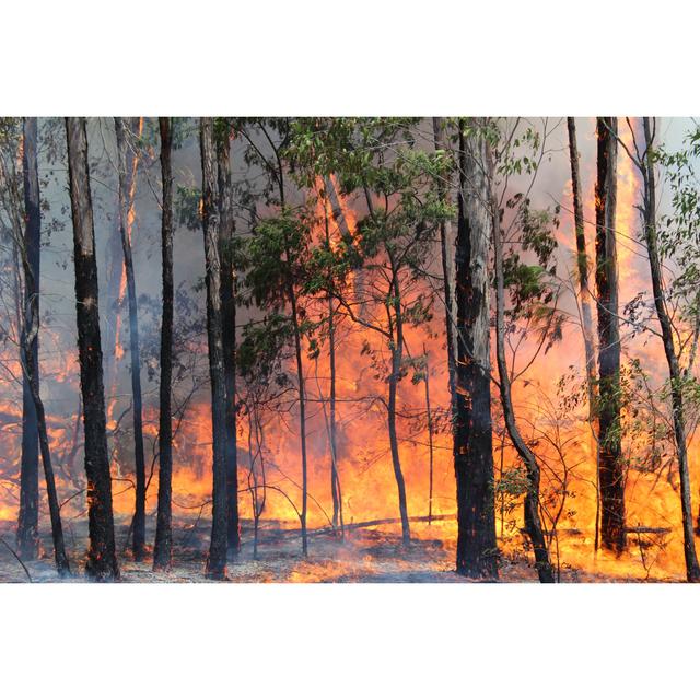 Bushfire Australia by Skipro101 - Wrapped Canvas Photograph Union Rustic Size: 20.32cm H x 30.48cm W on Productcaster.