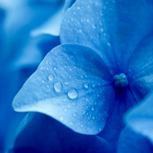 Close Up Of Blue Hydrangea Flower - Print 17 Stories Size: 30cm H x 30cm W x 3.8cm D on Productcaster.