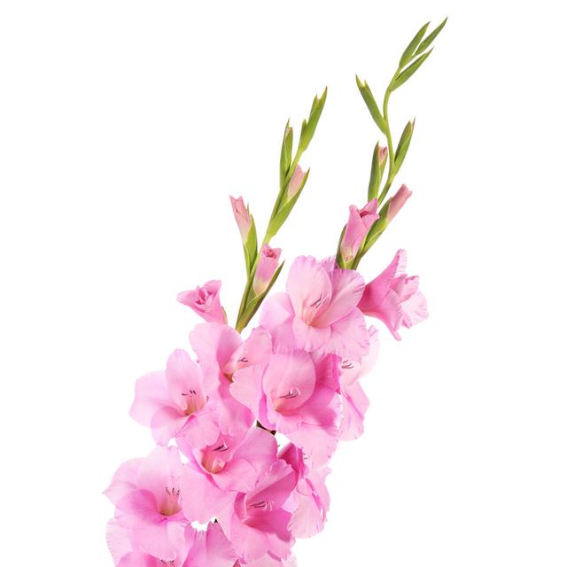 Gladiolus von Dtv2 - Kunstdrucke auf Leinwand Marlow Home Co. Größe: 60 cm H x 40 cm B x 1,8 cm T on Productcaster.